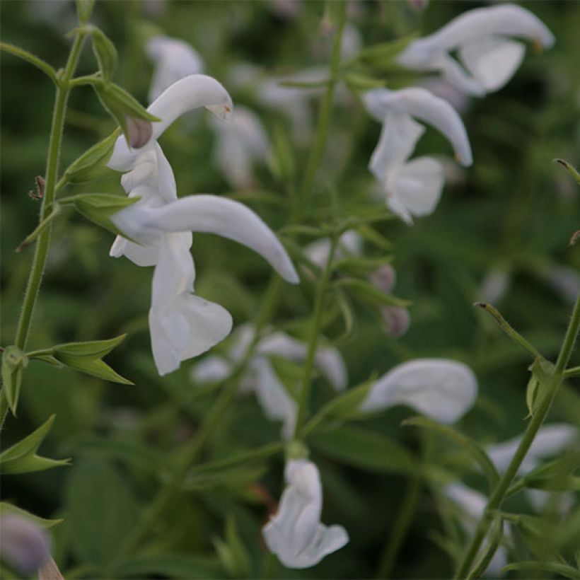 Salvia patens White Trophy - Sauge gentiane blanche (Floraison)