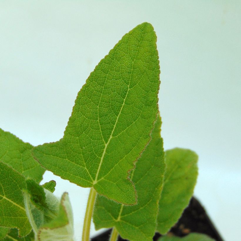 Salvia patens White Trophy - Sauge gentiane blanche (Feuillage)