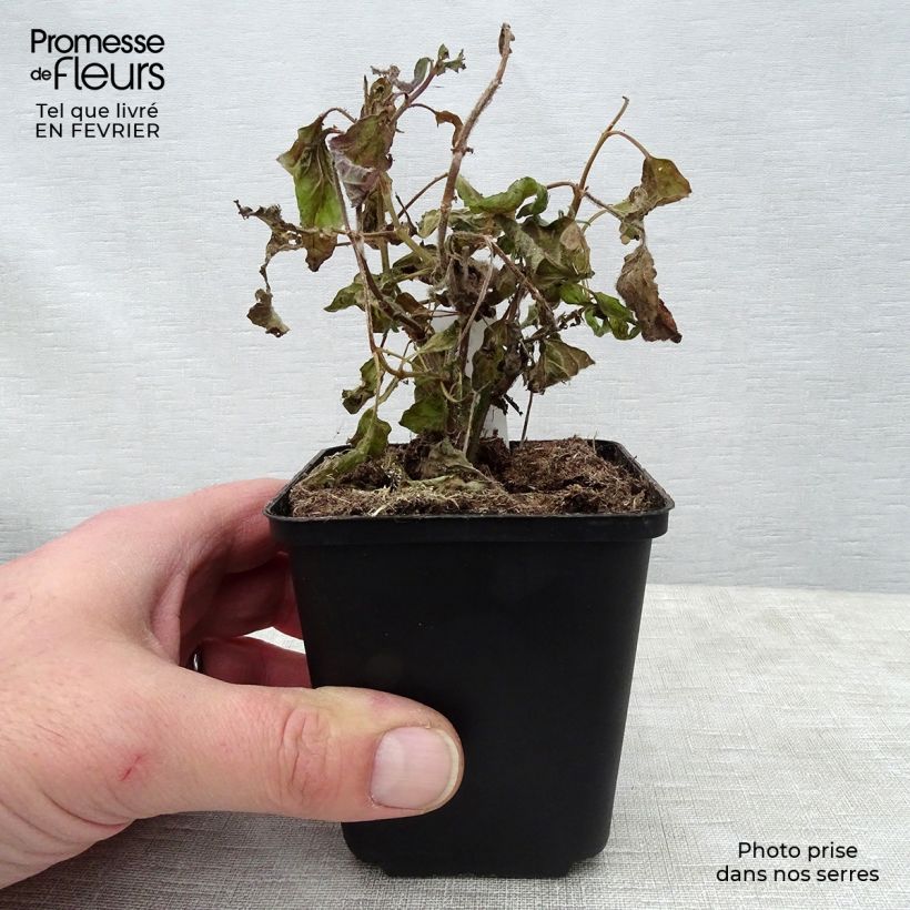 Spécimen de Salvia patens White Trophy - Sauge gentiane blanche Godet de 8/9 cm tel que livré en hiver