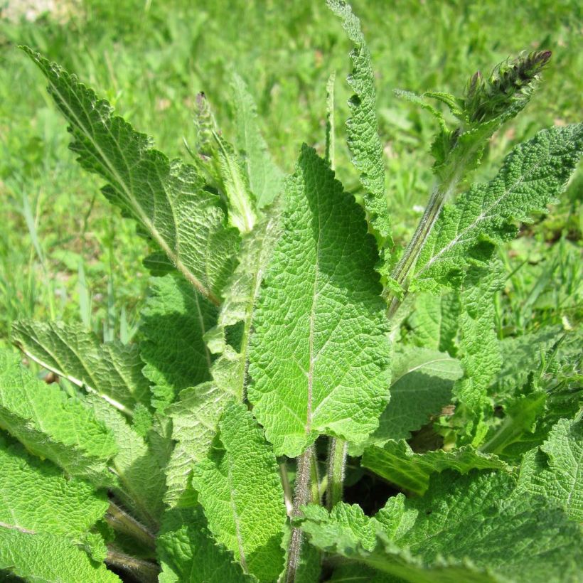 Salvia pratensis - Sauge des prés (Feuillage)