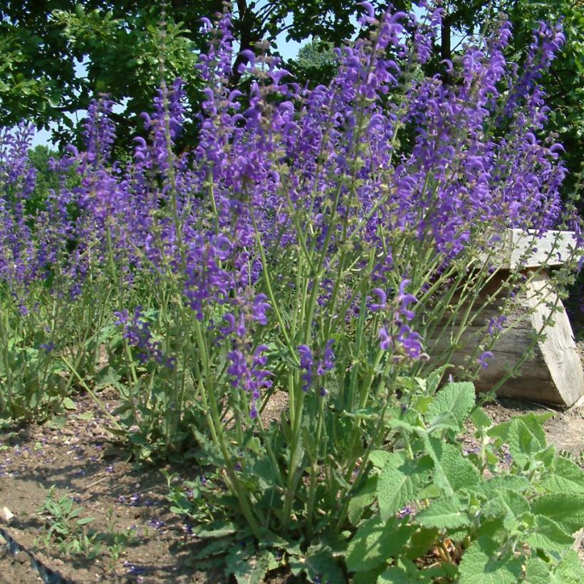 Salvia pratensis - Sauge des prés (Port)