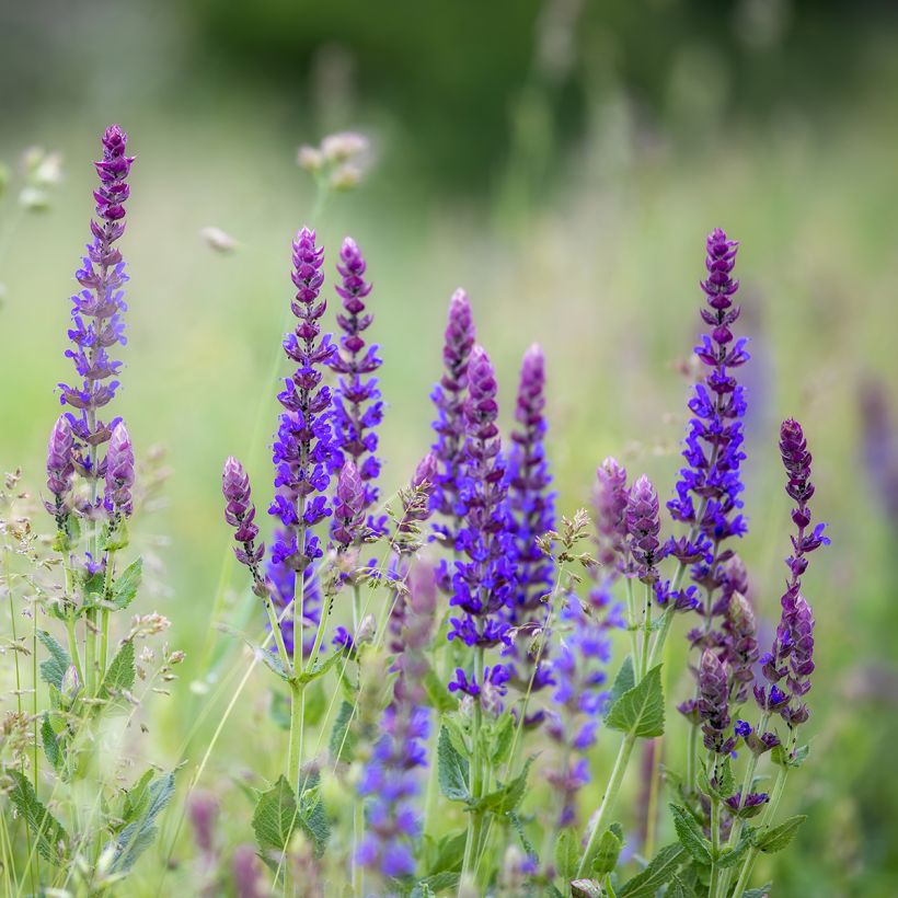 Salvia pratensis Lyrical Blues - Sauge des près (Port)