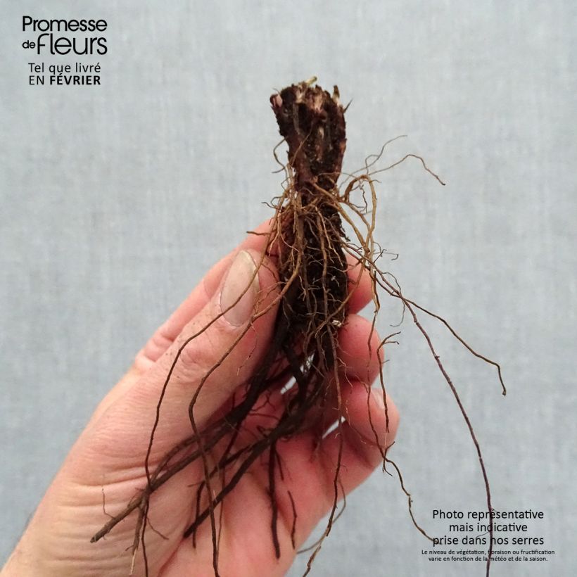 Spécimen de Salvia pratensis Lyrical Blues - Sauge des près - racines nues tel que livré en hiver