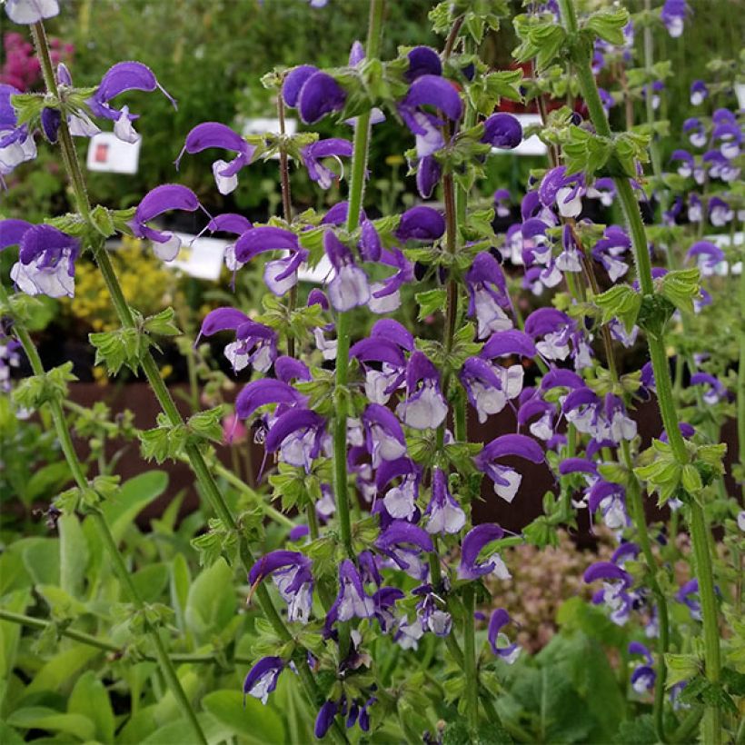 Salvia pratensis Madeline - Sauge des près bicolore (Floraison)