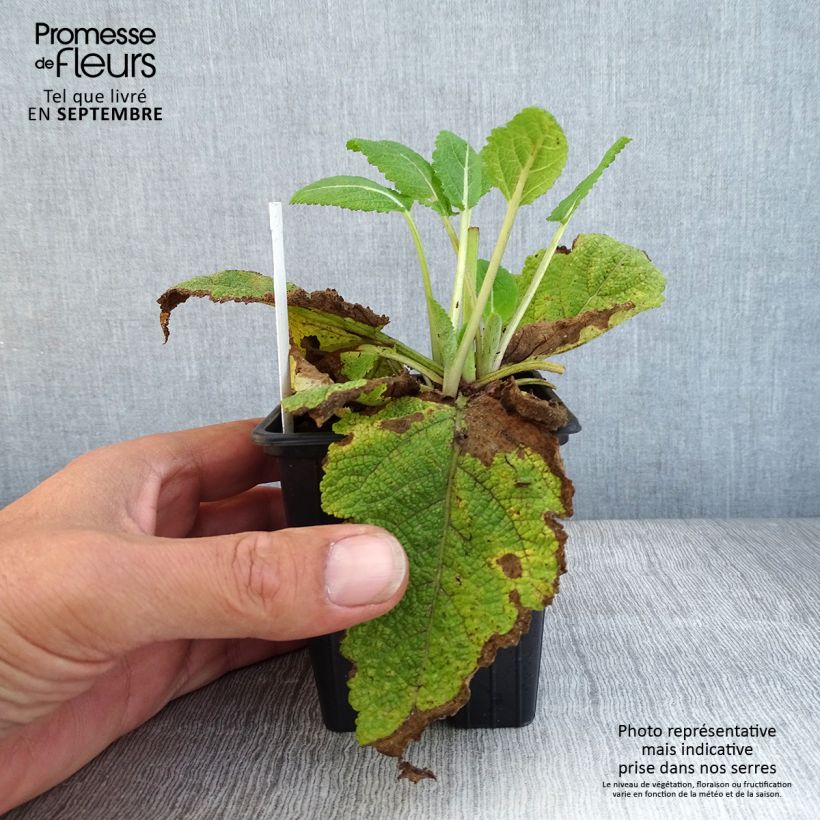 Spécimen de Salvia pratensis Madeline - Sauge des près bicolore tel que livré en automne