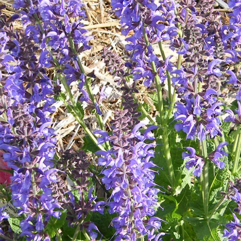 Sauge - Salvia sylvestris Rhapsody in Blue (Floraison)