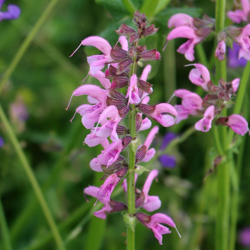 Salvia pratensis Rose Rhapsody - Sauge des près (Floraison)