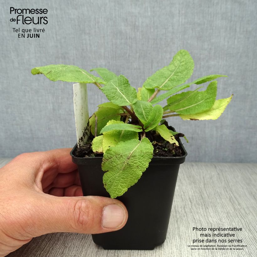 Spécimen de Salvia pratensis - Sauge des prés Godet de 8/9 cm tel que livré en été