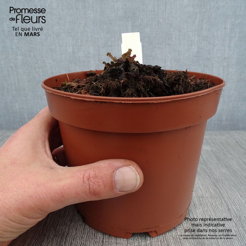 Spécimen de Salvia pratensis - Sauge des prés Pot de 2L/3L tel que livré en hiver