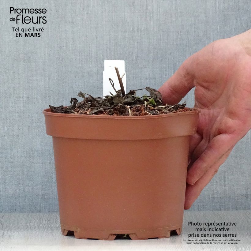 Spécimen de Salvia pratensis - Sauge des prés pot de 2L/3L tel que livré au printemps