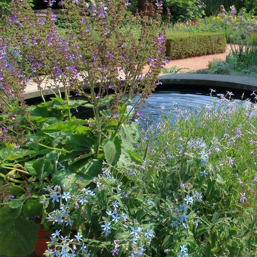 Salvia pratensis Sky Dance - Sauge des près (Port)