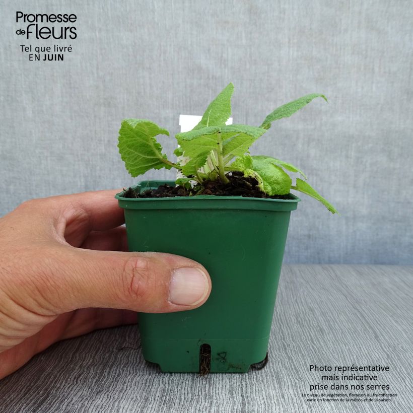 Spécimen de Salvia pratensis Swan Lake - Sauge des près Godet de 8/9 cm tel que livré en été