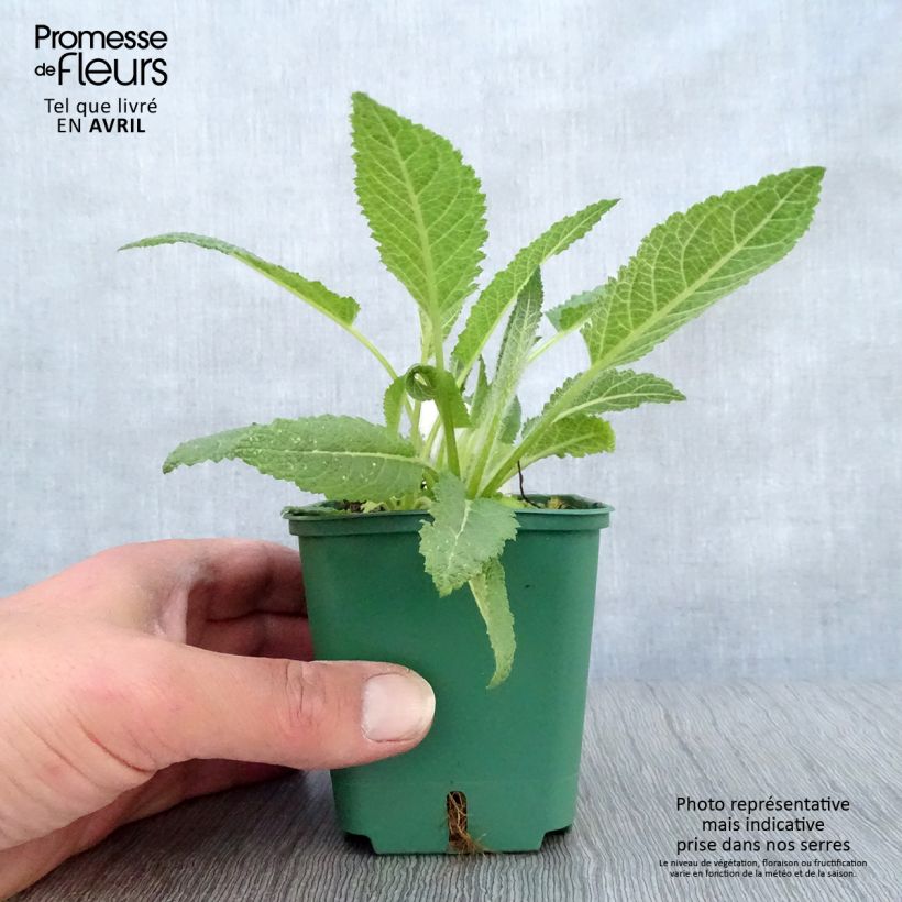 Spécimen de Salvia pratensis Swan Lake - Sauge des près Godet de 8/9 cm tel que livré au printemps