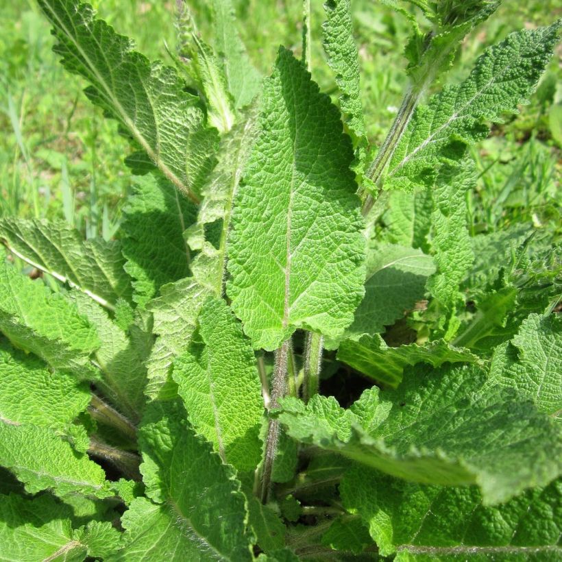 Salvia pratensis Sweet Esmeralda - Sauge des près (Feuillage)