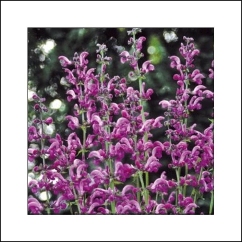 Salvia pratensis Sweet Esmeralda - Sauge des près (Floraison)