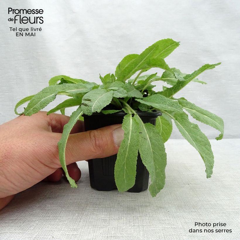 Spécimen de Salvia pratensis Sweet Esmeralda - Sauge des près Godet de 9cm tel que livré au printemps