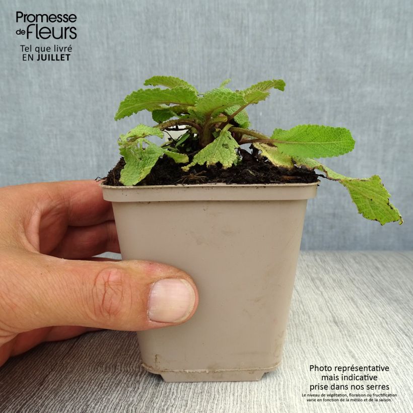 Spécimen de Salvia pratensis Twilight Serenade - Sauge des près tel que livré en ete
