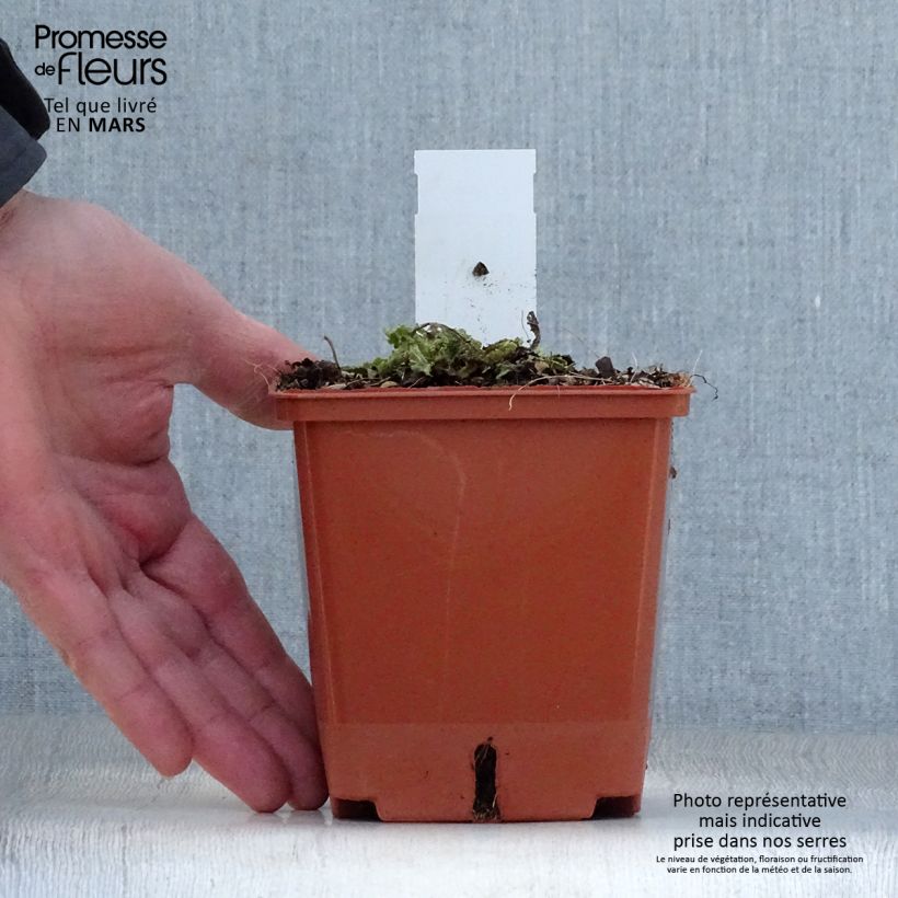 Spécimen de Salvia pratensis Vanity Flair - Sauge des près - Pot de 1L/1.5L tel que livré au printemps