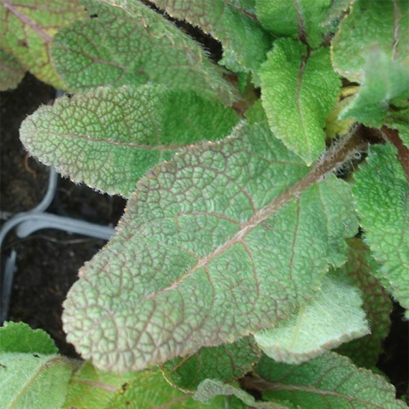 Salvia pratensis Eveline - Sauge des près (Feuillage)