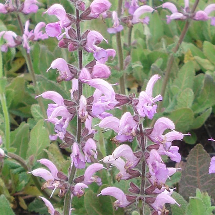 Salvia pratensis Eveline - Sauge des près (Floraison)