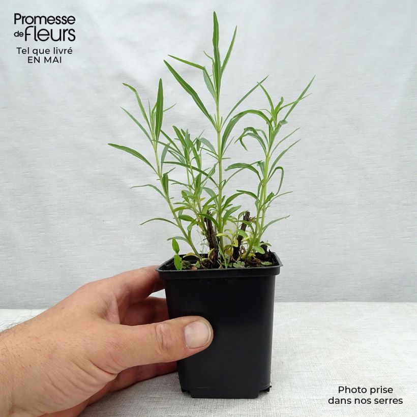 Spécimen de Salvia reptans West Texas form - Sauge cobalt godet 8/9cm tel que livré au printemps