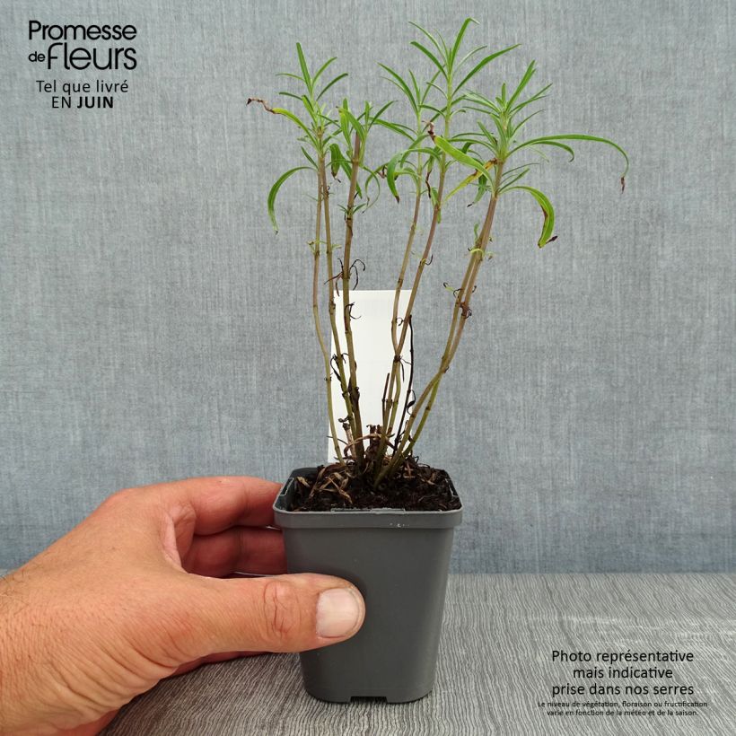 Spécimen de Salvia reptans West Texas form - Sauge cobalt  Godet de 8/9 cm tel que livré en été
