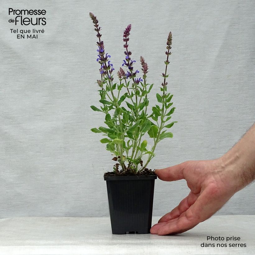 Spécimen de Salvia superba Blaukönigin (Reine des Bleues) - Sauge des bois Godet de 9cm tel que livré au printemps