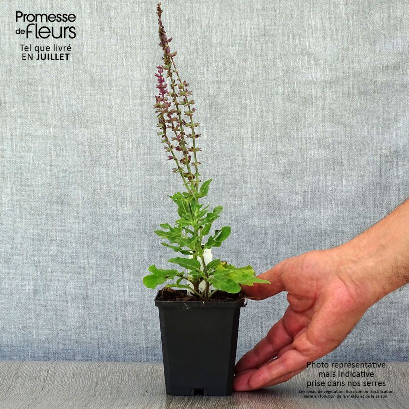 Spécimen de Salvia superba Blaukönigin (Reine des Bleues) - Sauge des bois Godet de 8/9 cm tel que livré en été