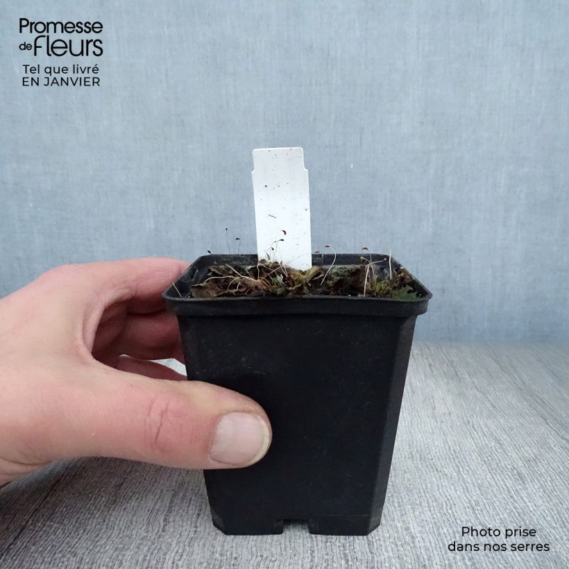 Spécimen de Salvia superba Blaukönigin (Reine des Bleues) - Sauge des bois tel que livré en hiver