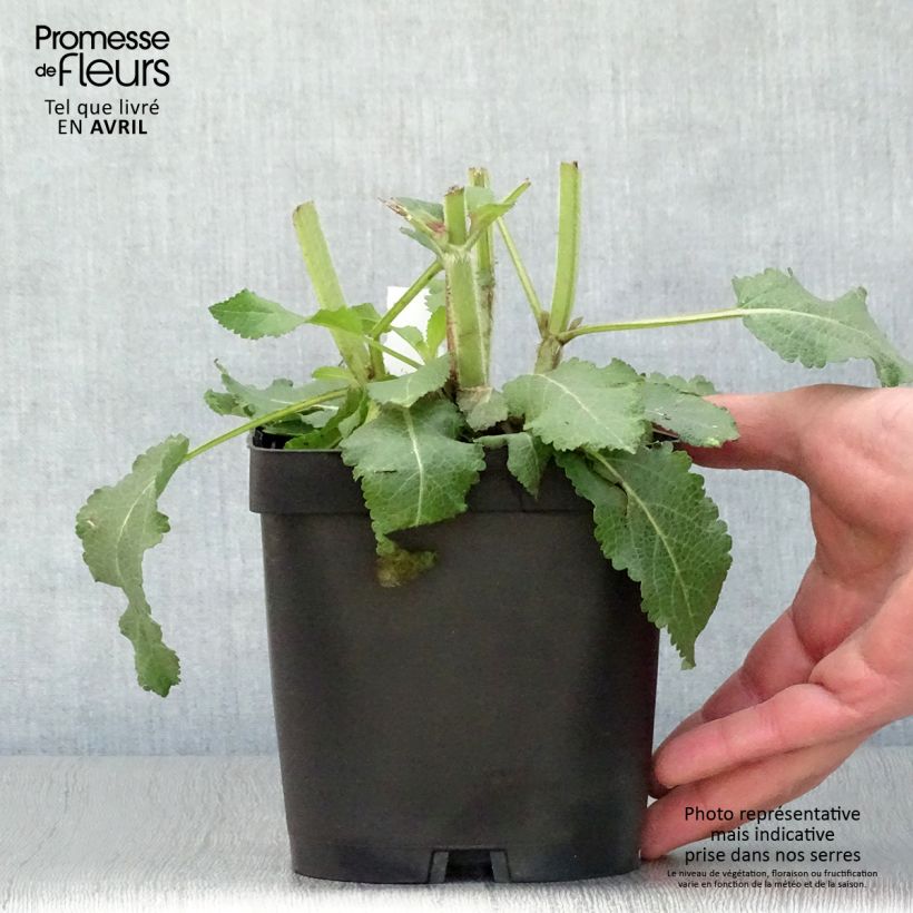Spécimen de Salvia superba Blaukönigin (Reine des Bleues) - Sauge des bois pot de 2/3 L tel que livré au printemps