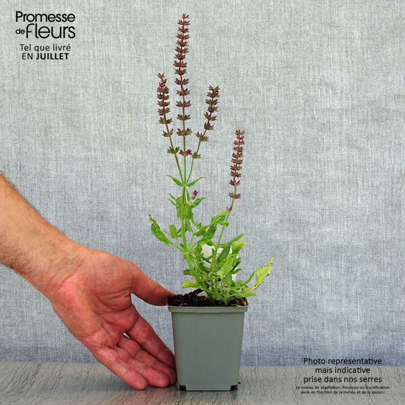 Spécimen de Salvia superba Reine Rose - Sauge des bois Godet de 8/9 cm tel que livré en été