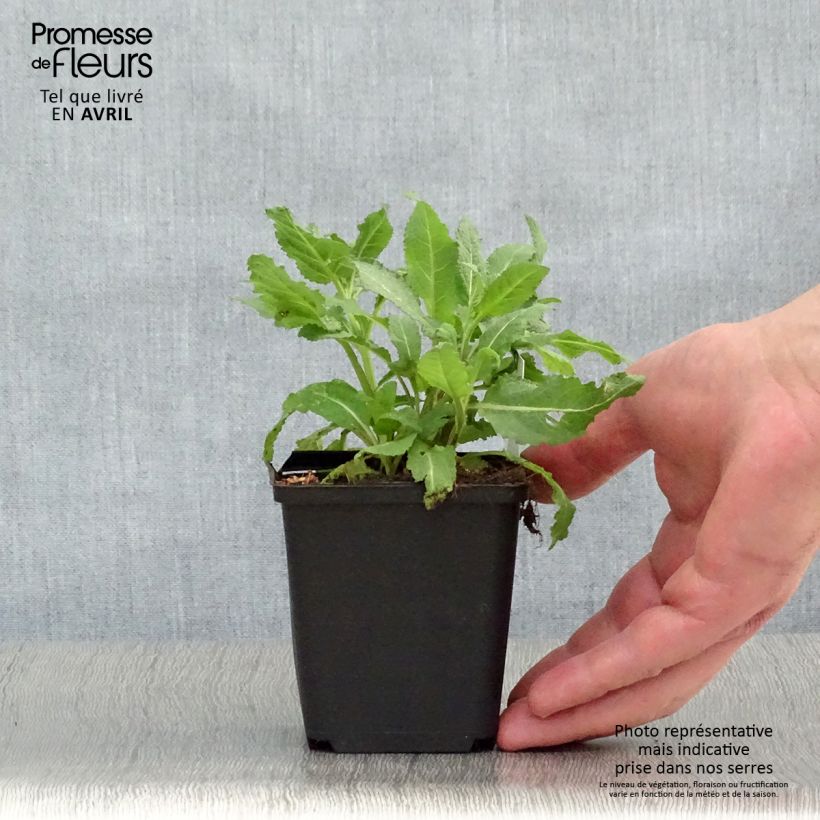 Spécimen de Salvia superba Reine Rose - Sauge des bois Godet de 9cm tel que livré au printemps