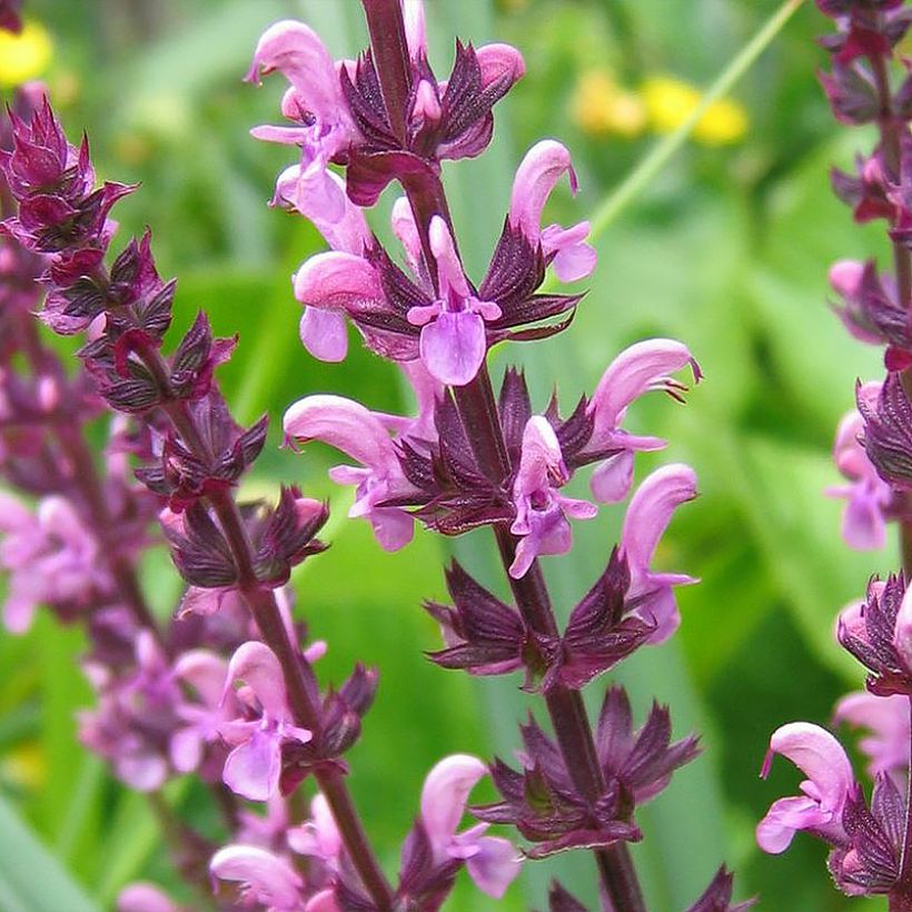 Salvia superba Reine Rose - Sauge des bois (Floraison)