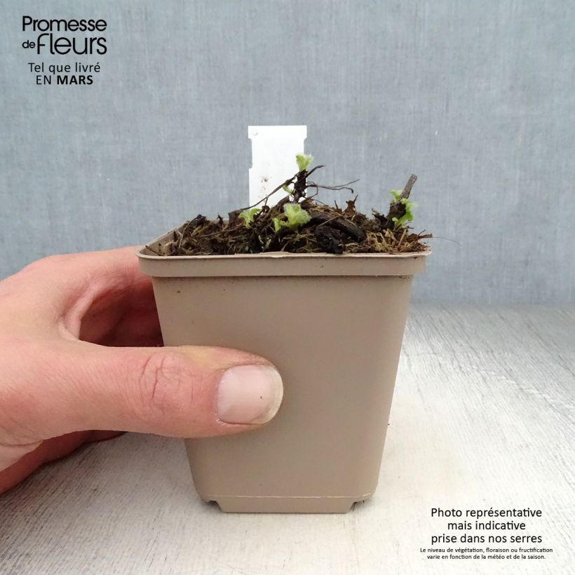 Spécimen de Salvia verticillata Alba - Sauge verticillée Godet de 8 cm tel que livré au printemps