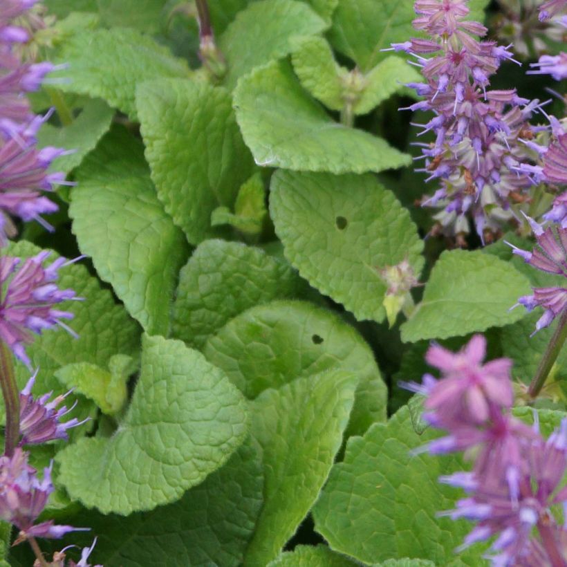 Sauge verticillée - Salvia verticillata Endless Love (Feuillage)