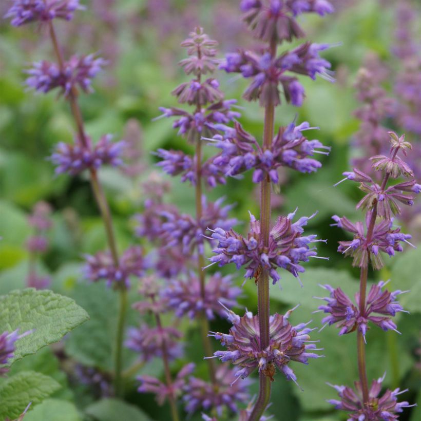 Sauge verticillée - Salvia verticillata Endless Love (Floraison)