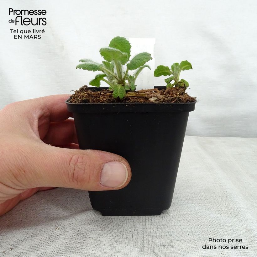 Spécimen de Salvia verticillata Hannay's Blue - Sauge verticillée. Godet de 9cm tel que livré au printemps