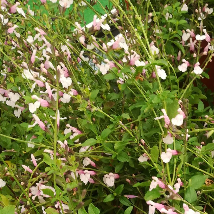 Salvia x jamensis Delice Roselilac - sauge arbustive (Floraison)