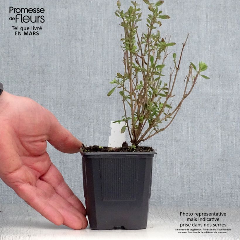 Spécimen de Salvia x jamensis Delice Roselilac - sauge arbustive godet de 8/9cm tel que livré au printemps