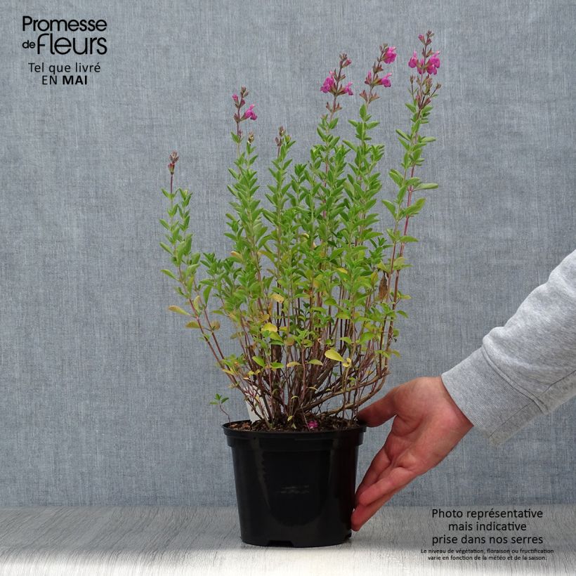 Spécimen de Salvia x jamensis Delice Roselilac - sauge arbustive - pot de 2L/3L tel que livré au printemps
