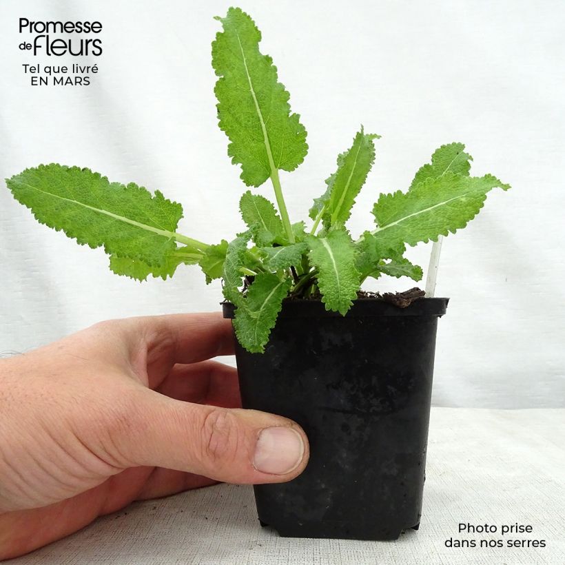 Spécimen de Salvia x sylvestris Dear Anja - Sauge Dear Anja Godet de 9cm tel que livré au printemps