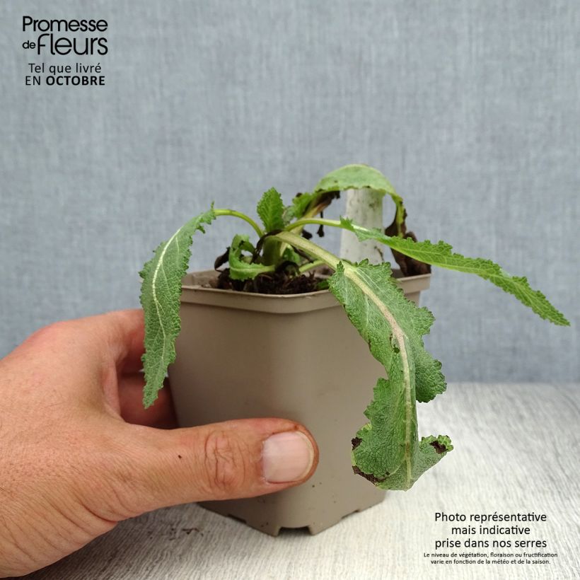 Spécimen de Salvia x sylvestris Dear Anja - Sauge Dear Anja Godet de 8/9 cm tel que livré en automne