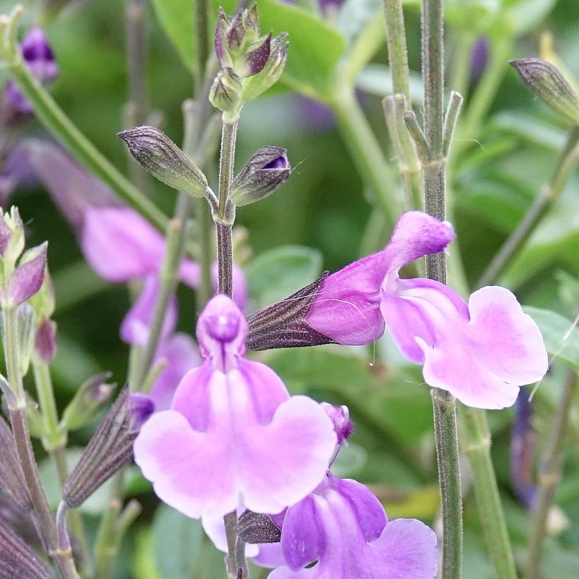 Salvia x jamensis Carolus - sauge arbustive (Floraison)