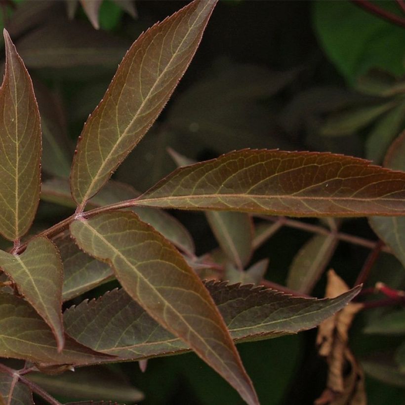 Sambucus Chocolate Marzipan - sureau (Feuillage)