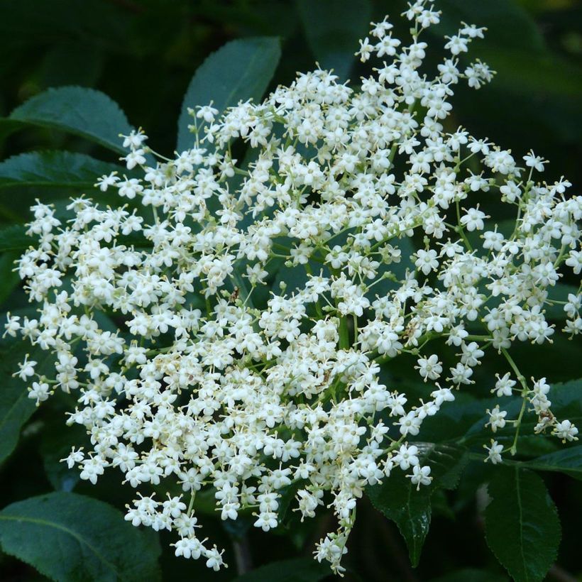 Sureau noir - Sambucus nigra (Floraison)