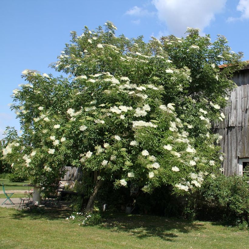 Sureau noir - Sambucus nigra (Port)