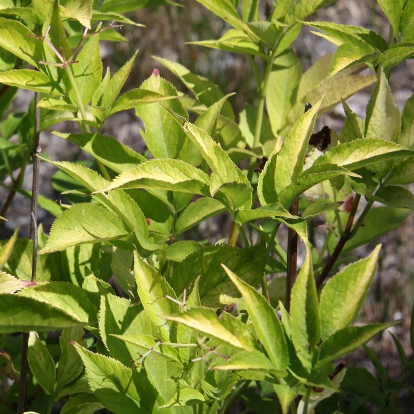 Sureau noir  - Sambucus nigra Aurea (Feuillage)