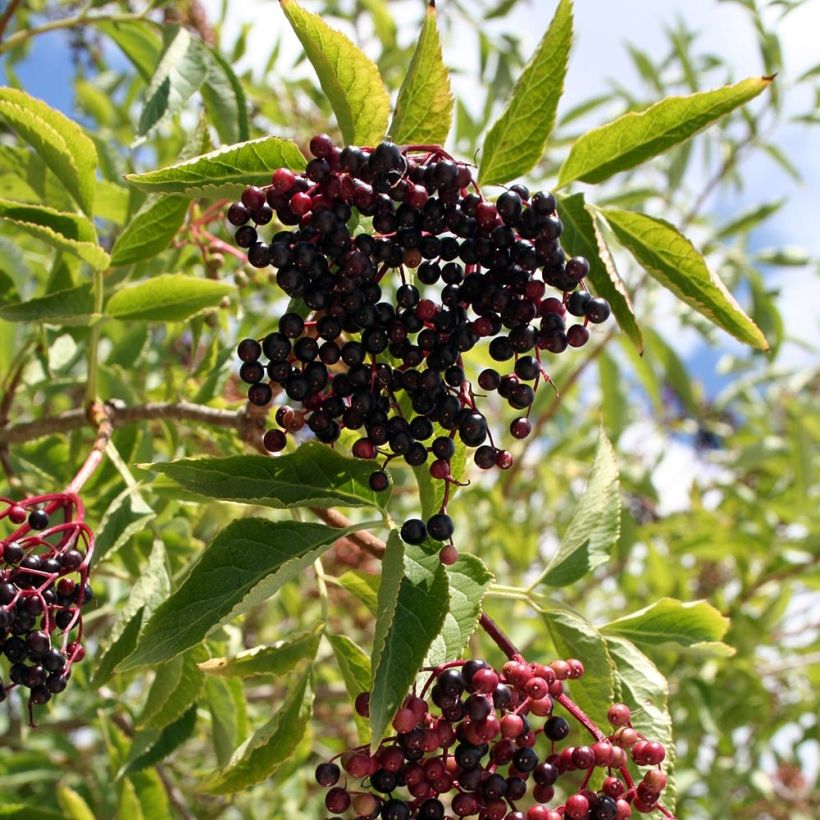 Sureau noir  - Sambucus nigra Aurea (Récolte)