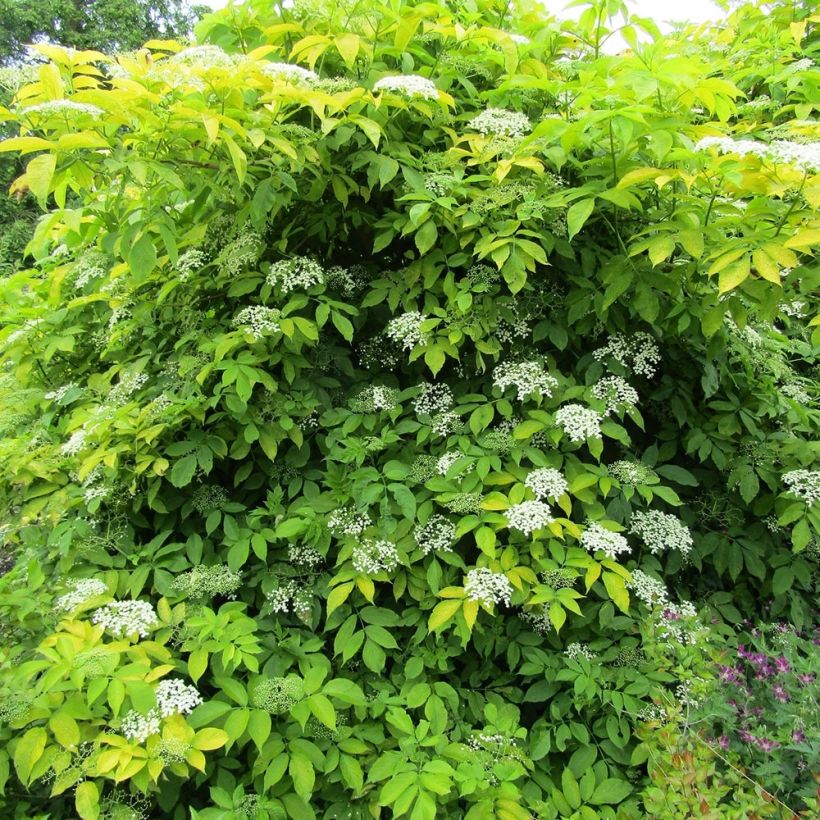 Sureau noir  - Sambucus nigra Aurea (Port)