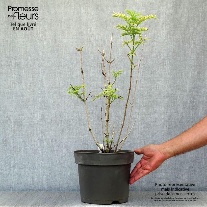 Spécimen de Sureau noir - Sambucus nigra Golden Tower Pot de 7,5L/10L tel que livré en été